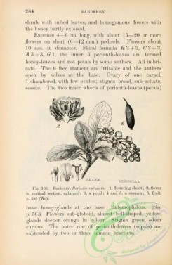 botanical-23438 - black-and-white 049-Barberry, berberis vulgaris