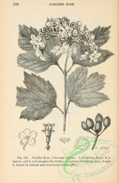 botanical-23516 - black-and-white 092-Guelder Rose, viburnum opulus