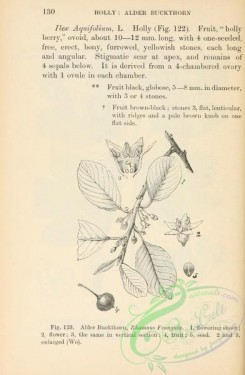 botanical-23517 - black-and-white 094-Alder Buckthorn, rhamnus frangula