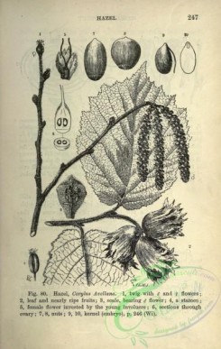 botanical-23566 - black-and-white 032-Hazel, corylus avellana