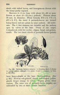 botanical-23583 - black-and-white 049-Barberry, berberis vulgaris