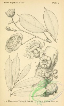 botanical-23623 - black-and-white 004-napoleona talbotii, napoleona egertonii