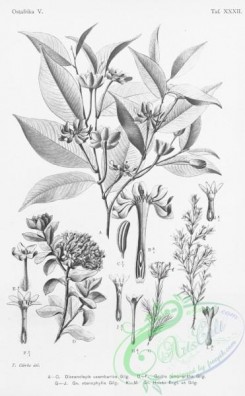 botanical-23825 - black-and-white 032-dicranolepis usambarica, gnidia lamprantha, gnidia stenophylla, gnidia holstii