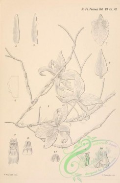 botanical-23973 - black-and-white 032-dendrobium erythroglossum