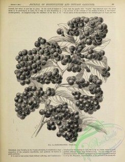 botanical-24032 - black-and-white 001-cotoneaster frigida