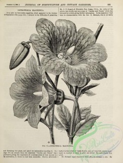 botanical-24049 - black-and-white 012-ostrowskia magnifica
