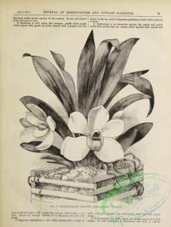 botanical-24067 - black-and-white 004-zygopetalum cerinum, pescatorea cerina