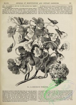 botanical-24092 - black-and-white 010-tropaeolum tuberosum