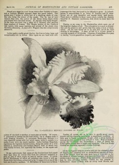 botanical-24094 - black-and-white 013-cattleya mendeli