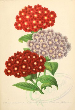 bouquets_flowers-00002 - neue verbanen (Ger) [1905x2810]