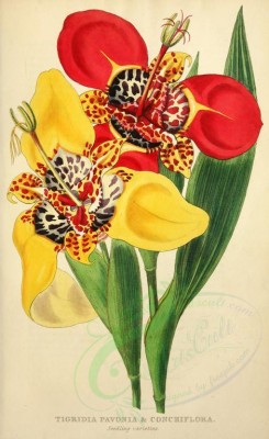 bouquets_flowers-00011 - TIGRIDIA PAVONIA, TIGRIDIA CONCHIFLORA [2504x4084]