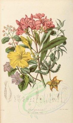 bouquets_flowers-00014 - 092-apocynum hypericifolium, vinca major, cynanchum nigrum, nerium oleander, allamanda cathartica, stapelia marginata, asclepias syriaca, glossonema boryanum [2213x3727]