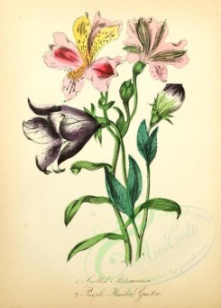 bouquets_flowers-00024 - Spotted Alstrameria, Purple-headed Garlic [1905x2650]