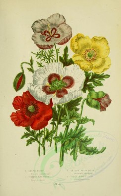 bouquets_flowers-00034 - 013-Opium Poppy, Common Red Poppy, Yellow Welsh Poppy, Violet Horned Poppy - papaver somniferum, papaver rhaeas, meconopsis cambrica, glancium violaceum [2208x3566]