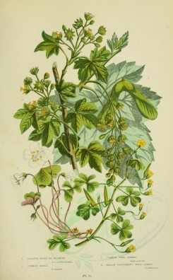 bouquets_flowers-00038 - 054-Greater Maple or Sycamore, Common Maple, Common Wood Sorrel, Yellow Procumbent Wood Sorrel - acer pseudo-platanus, acer campestre, oxalis acetosella, oxalis corniculata [2208x3566]