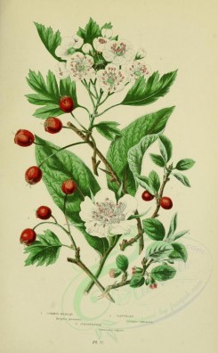 bouquets_flowers-00049 - 077-Common Medlar, Hawthorn, Cotoneaster - mespilus germanica, crataegus oxyacantha, cotoneaster vulgaris [2208x3566]