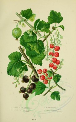 bouquets_flowers-00051 - 009-COMMON OR RED CURRANT, TASTELESS MOUNTAIN CURRANT, BLACK CURRANT, COMMON GOOSEBERRY [2224x3587]