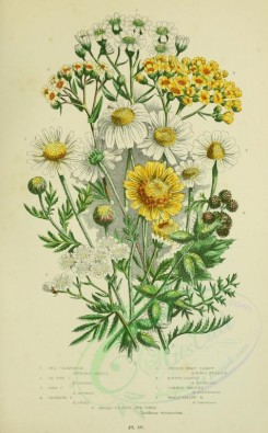 bouquets_flowers-00059 - 057-SEA CHAMOMILE, OX-EYE CHAMOMILE, CORN CHAMOMILE, STINKING CHAMOMILE, SNEEZE-WORT YARROW, DOTTED-LEAVED YARROW, COMMON-MILFOIL, WOOLY-YELLOW MILFOIL, BROAD-LEAVED BUR-WEED [2224x3587]