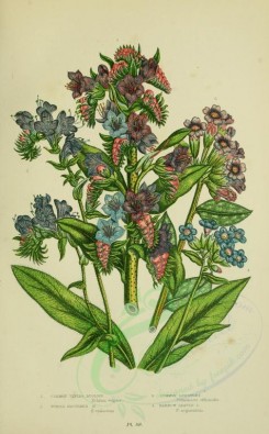 bouquets_flowers-00066 - 069-COMMON VIPERS BUGLOSS, PURPLE FLOWERED BUGLOSS, COMMON LUNGWORT, NARROW LEAVED LUNGWORT [2224x3587]