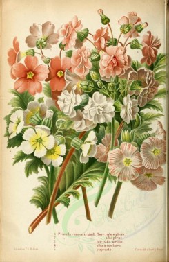 bouquets_flowers-00074 - primula chinensis, rubro albi, primula filicifola, primula alba, primula cupreata [2044x3152]