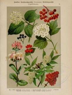 bouquets_flowers-00096 - cornus sanguinea, sambacus racemosa, viburnum opulus, lonicera caprifolium [2403x3149]