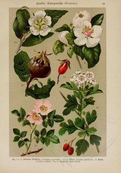 bouquets_flowers-00097 - crataegus oxyacantha, mespilus germanica, cydonia vulgaris, rosa canina [2214x3149]