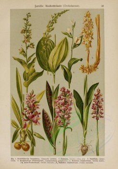 bouquets_flowers-00102 - epipactis latifolia, neottia nidus avis, listera ovata, cephalanthera grandiflora, orchis morio, orchis militaris, orchis maculata [2214x3149]