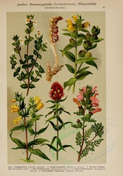 bouquets_flowers-00114 - lathraea squamaria, pedicularis palistris, rhinanthus major, melampyrum arvense, melampyrum pratense, euphrasia officinalis [2214x3149]