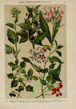 bouquets_flowers-00117 - nicotiana tabacum, nicotiana rustica, atropa belladonna, solanum dulcamara, solanum nigrum [2214x3149]