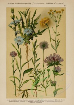 bouquets_flowers-00122 - phyteum orbiculare, jasione montana, campanula glomerata, cichorium intybus, hieracium umbellatum [2214x3149]