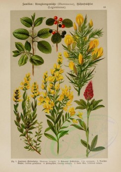 bouquets_flowers-00127 - rhamnus frangula, ulex europaeus, genista germanica, genista tinctoria, tritolium rubens [2214x3149]