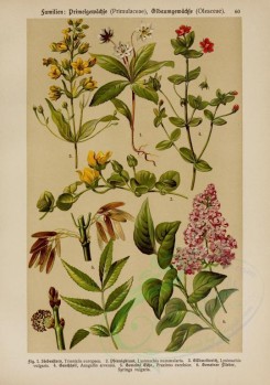 bouquets_flowers-00139 - trientalis europaea, lysimachia nimmularia, lysimachia vulgaris, anagallis arvensis, fraxinus excelsior, syringa vulgaris [2214x3149]