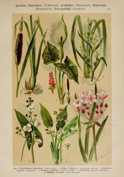 bouquets_flowers-00140 - typha latifolia, sparganium ramosum, sagittaua sagittaefolia, alisma plantago, butomus umbellatus, arum maculatum [2214x3149]
