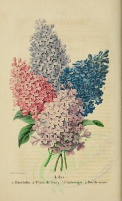 bouquets_flowers-00154 - lilas [2145x3523]
