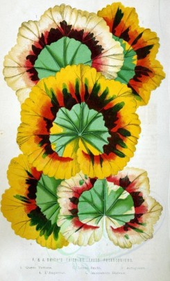 bouquets_flowers-00208 - Tricolor-leaved Pelarconium [2348x3877]