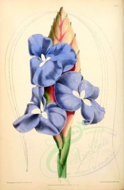 bouquets_flowers-00213 - Tallandsia Lindenii Major [1925x2942]