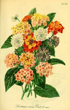 bouquets_flowers-00218 - lantana nivea [2249x3497]
