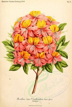 bouquets_flowers-00219 - azalea vanhouttei [2499x3712]