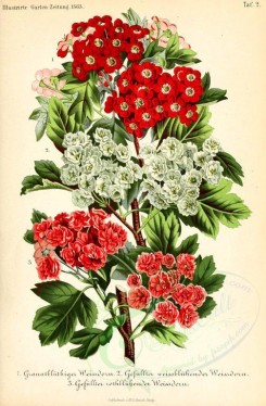 bouquets_flowers-00224 - granatbluthiger weissdorn, gefullter [1966x2999]