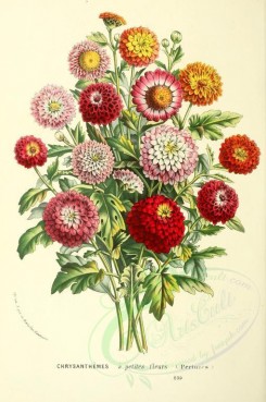 bouquets_flowers-00276 - chrysanthemum [1787x2690]