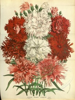 bouquets_flowers-00308 - dianthus sinensis laciniatus [3748x5004]