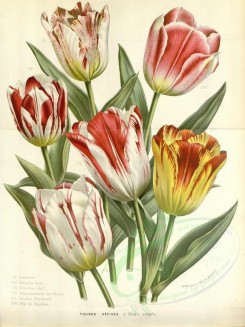 bouquets_flowers-00320 - tulips, 2 [3632x4843]