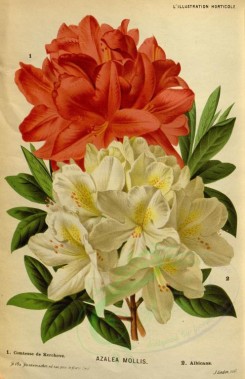 bouquets_flowers-00367 - azalea mollis [2401x3715]