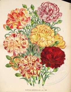 bouquets_flowers-00371 - dianthus caryophyllus [4033x5244]