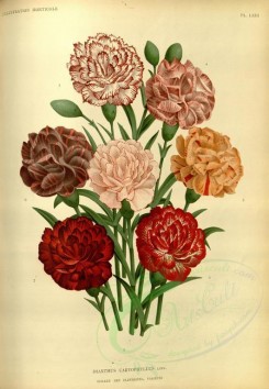bouquets_flowers-00382 - dianthus caryophyllus [3552x5128]