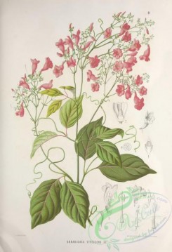 brazilian_plants-00003 - arrabidaea virescens