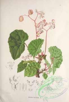 brazilian_plants-00004 - begonia neglecta