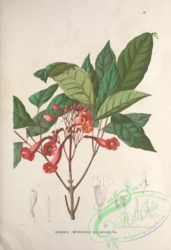brazilian_plants-00005 - bignonia imperatoris maximiliani