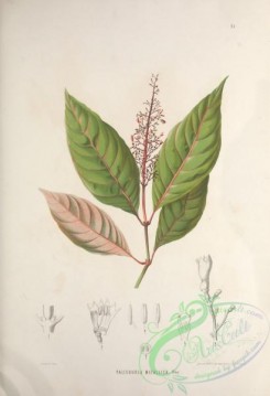 brazilian_plants-00022 - palicourea metallica