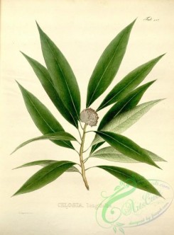 brazilian_plants-00043 - celosia longifolia
